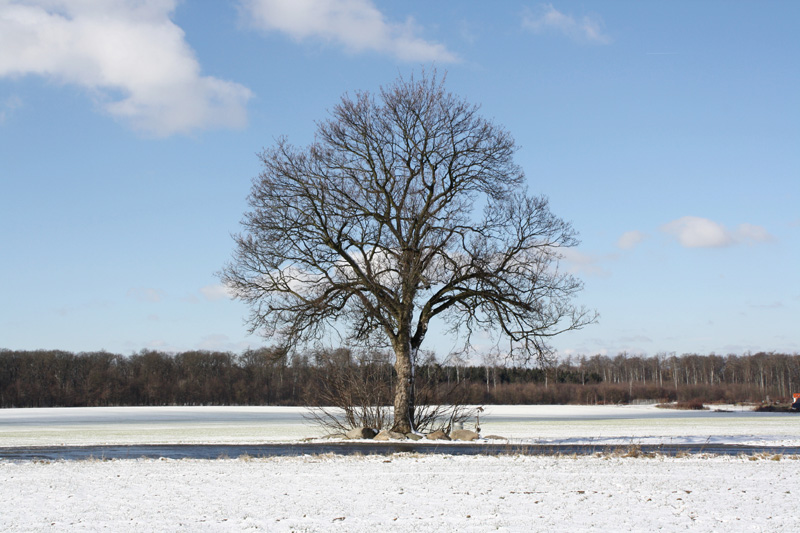 Baum Schnee