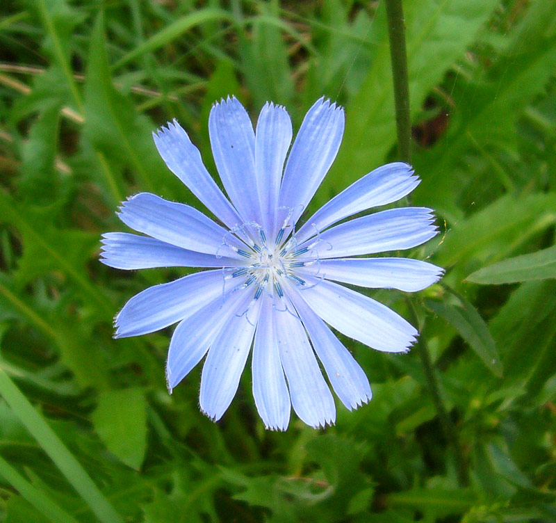 Blue_Daisy_Flower
