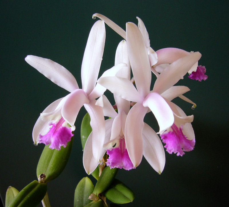 Orchidee_Cattleya_1