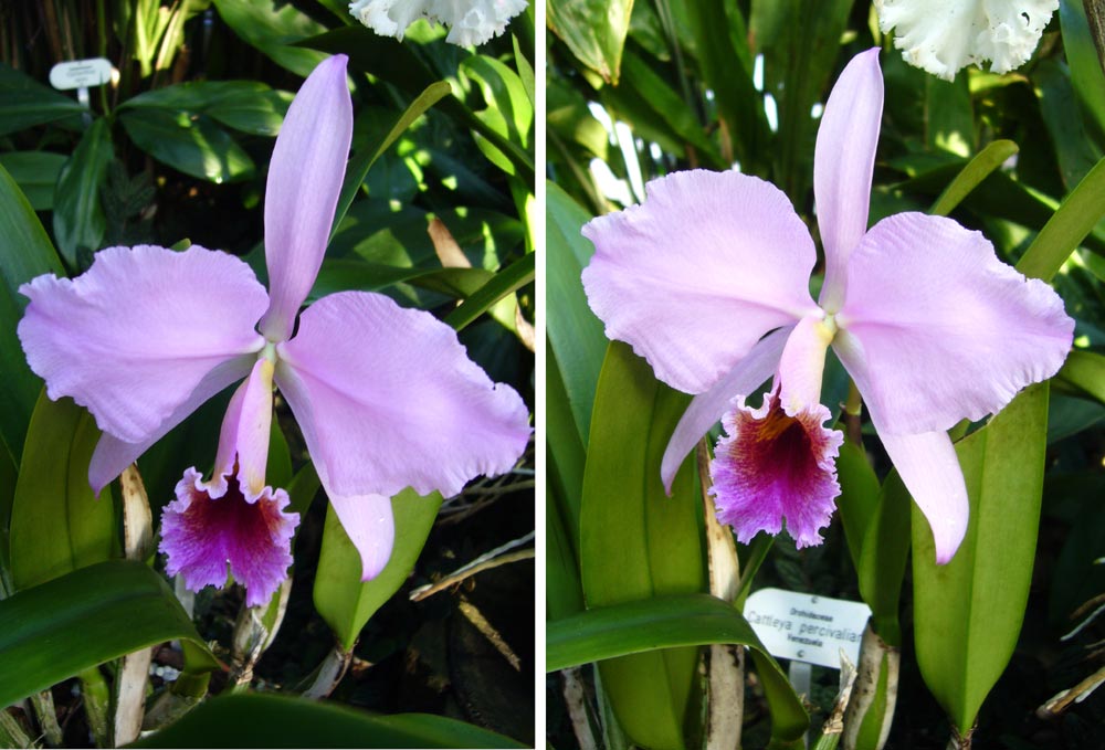 Orchidee_Cattleya_2