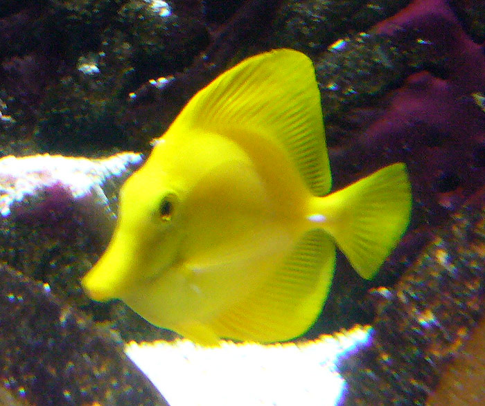 Gelber Tropenfisch