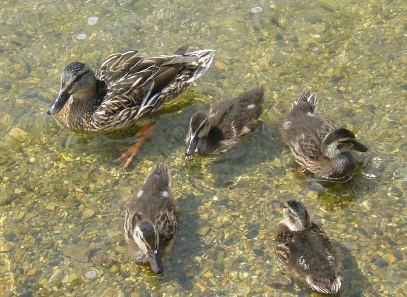 Duck_Familie