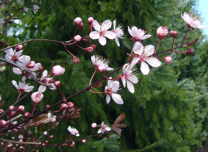 Cherry_Blossom_2