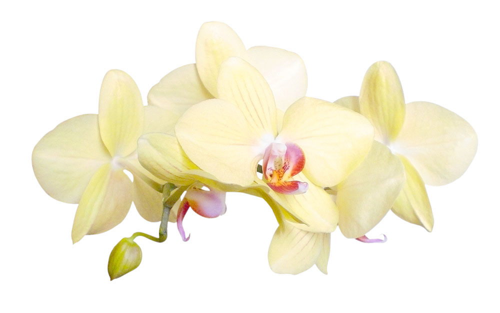 Gratis orchideen bilder