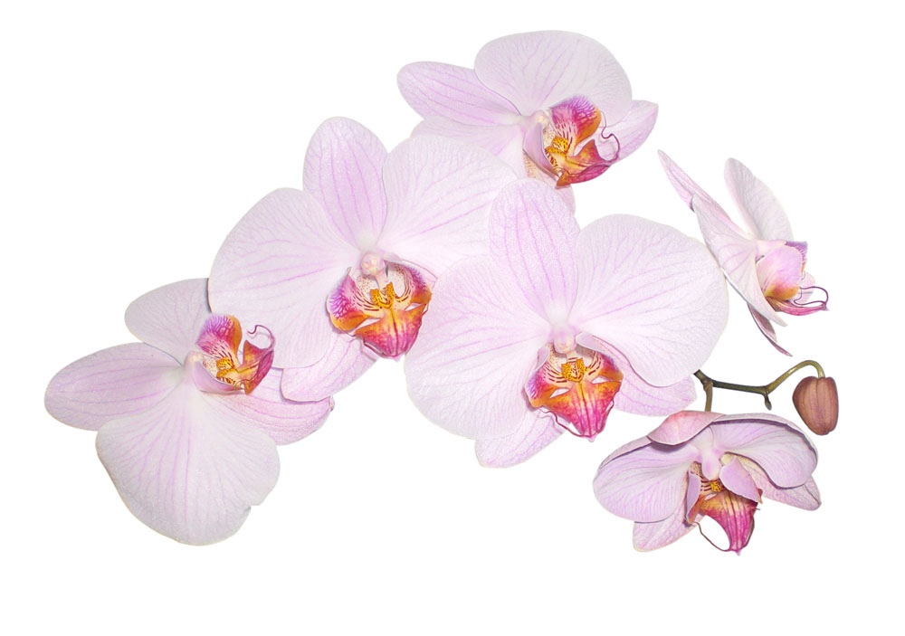 Phalaenopsis_rosa orchidee orchid