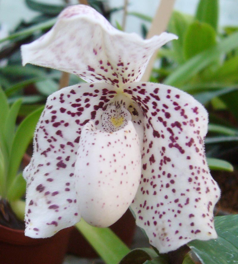 Paphiopedilum godefroyae orchid