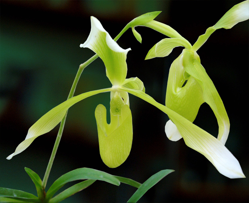 Paphiopedilum haynaldianum album orchid