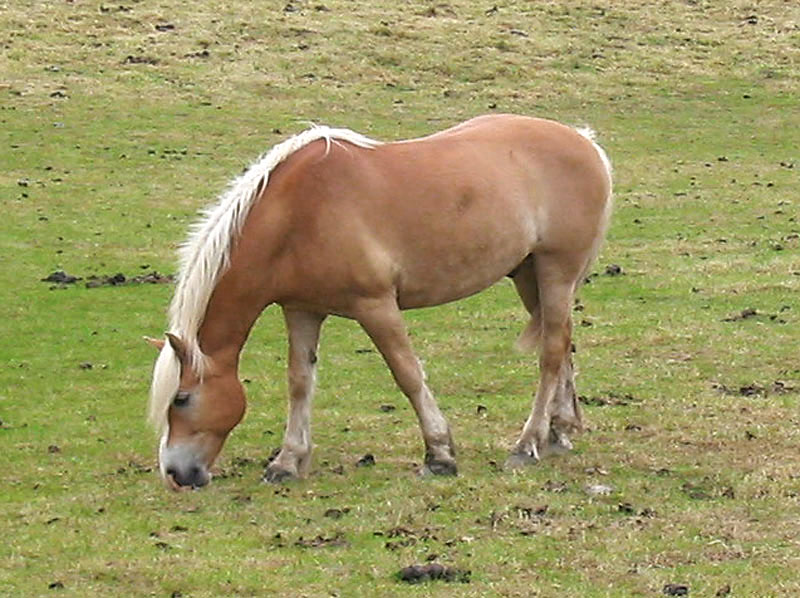Hellbraunes Pferd