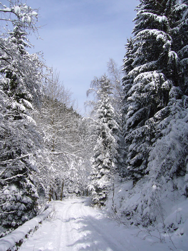Verschneiter Waldweg