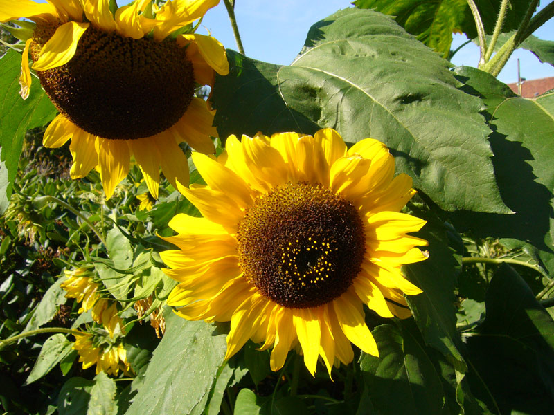 Sonnenblume_Sunflower