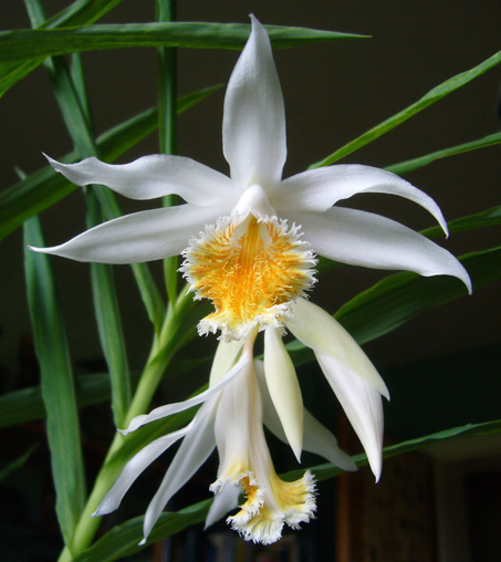 Thunia marschalliana Orchidspecies