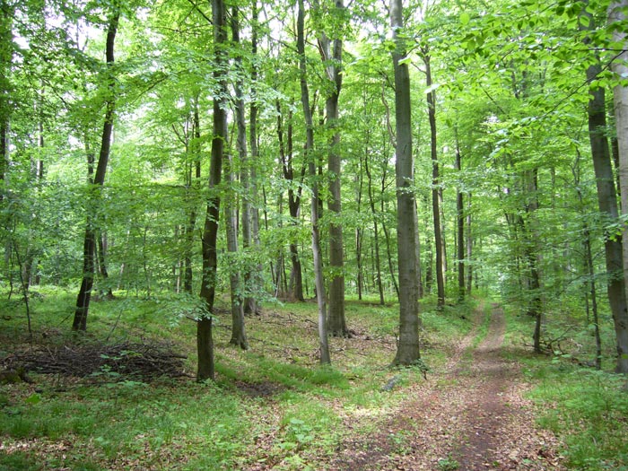 Forest_Woodlands