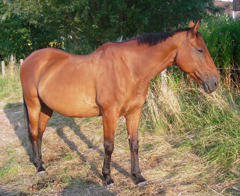 Pferd Wallach