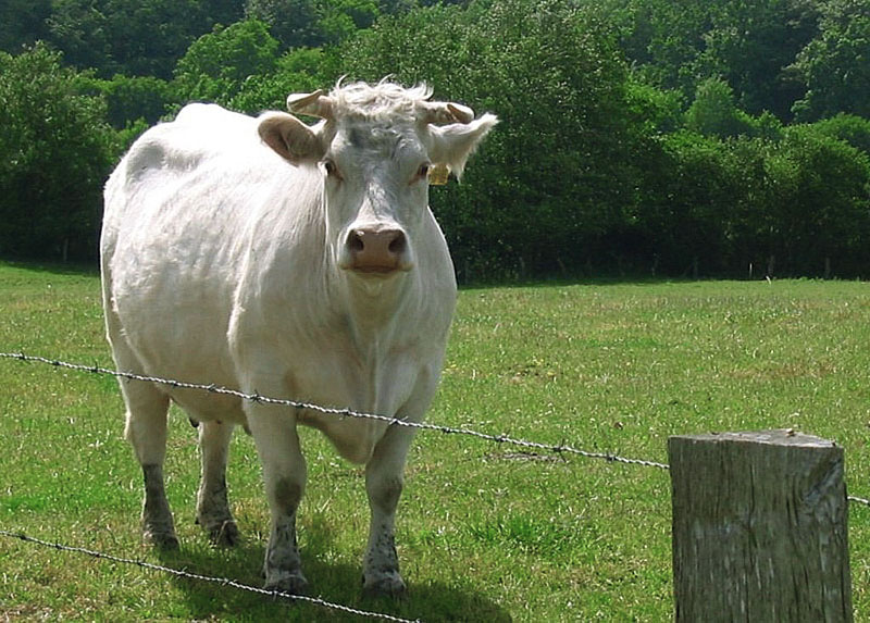 Weisse Kuh auf Weide
